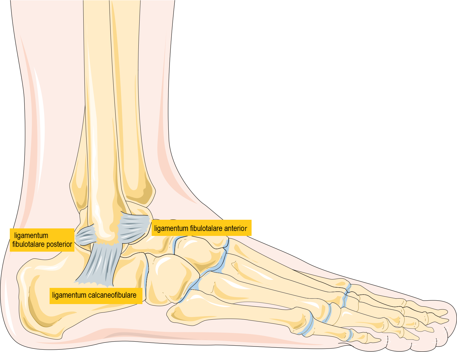 Schematisk skiss av fotledens benstruktur och ledband lateralt. Fotleden utgörs av talus, tibia och fibula, stabiliserat av ligamentum fibulotalare anterior, ligamentum calcaneofibulare och ligamentum fibulotalare posterior.